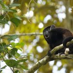 Mantled Howler Monkey – Mantelbrulaap – Alouatta Palliata