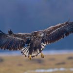 White-tailed Eagle – Zeearend –  Haliaeetus albicilla