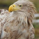 White-tailed Eagle – Zeearend –  Haliaeetus albicilla