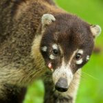 White-nosed coati – Neusbeer – Nasua narica