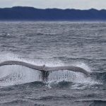 Humpback Whale, St Lucia, South-Africa