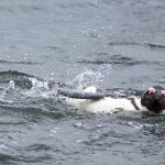 African penguin – Brilpinguïn – Spheniscus demersus