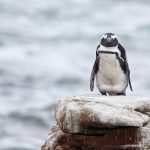 African penguin – Brilpinguïn – Spheniscus demersus