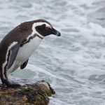 African penguin – Brilpinguïn – Spheniscus demersus