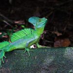 Plumed basilisk – Kroonbasilisk – Basiliscus plumifrons