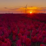 Tulip field Biddinghuizen Flevopolder