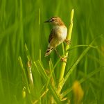 Golden-headed Cisticola – Goudkopgraszanger – Cisticola exilis