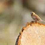 Scaly-breasted Munia – Muskaatvink – Lonchura punctulata