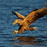 White-tailed Eagle – Zeearend –  Haliaeetus albicilla