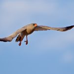 Southern Pale chanting goshawk – Zuiderlijke zanghavik – Melierax canorus