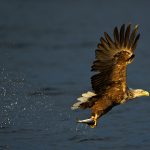 White-tailed Eagle – Zeearend –  Haliaeetus albicilla