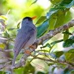 Mauritius Bulbul – Mauritiusbuulbuul – Hypsipetes olivaceus