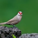 Common Waxbill – Sint-Helenafazantje – Estrilda astrild