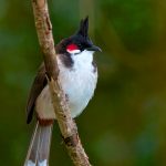 Red-whiskered Bulbul – Roodoorbuulbuul – Pycnonotus jocosus