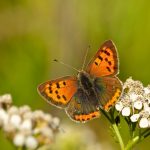 Small Copper – Kleine Vuurvlinder – Lycaena phlaeas