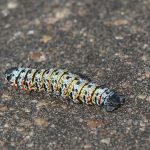 Mopani Worm