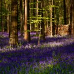 Hallerbos with Bluebell carpet ( Wilde hyacinten )