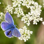 Common blue – Icarusblauwtje – Polyommatus icarus