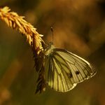 Green-veined white – Klein geaderd witje – Pieris napi