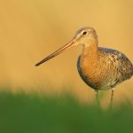 Black-tailed Godwit – Grutto – Limosa limosa