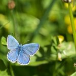 Chalkhill blue – Bleekblauwtje – Polyommatus coridon