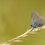 Small blue – Dwergblauwtje – Cupido minimus