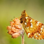 Cranberry fritillary- Veenbesparelmoervlinder – Boloria aquilonaris