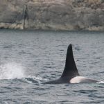 Killer whale or Orca – Orka – Orcinus orca