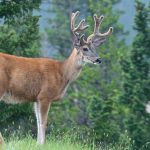 Elk or Wapiti – Wapiti – Cervus canadensis