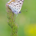 Sooty copper – Bruine Vuurvlinder – Lycaena tityrus