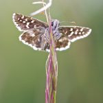 Grizzled skipper – Aardbeivlinder – Pyrgus malvae