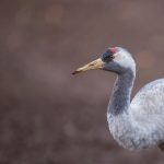 Common Crane – Kraanvogel – grus grus