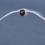 Black-headed Gull – Kokmeeuw – Chroicocephalus ridibundus