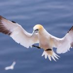 Northern Gannet – Jan van Gent – Morus bassanus