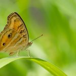 Peacock Pansy – Junonia almana