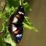 Common Eggfly Butterfly – Hypolimnas bolina