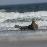 Harbor seal – Gewone Zeehond – Phoca vitulina