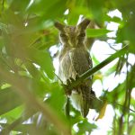Northern White-faced Owl – Noordelijke Witwangdwergooruil – Ptilopsis leucotis