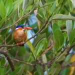 Malachite Kingfisher – Malachietijsvogel – Corythornis cristatus