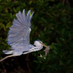Grey Heron – Blauwe reiger – Ardea cinerea cinerea