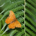 Cruiser Butterfly – Vindula arsine