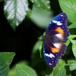 Blue Banded Eggfly – Hypolimnas alimena