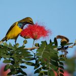 Olive-backed Sunbird – Staalborsthoningzuiger – Cinnyris jugularis