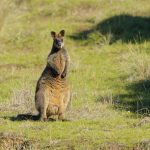 Kangaroo – Kangoeroe
