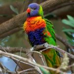 Rainbow Lorikeet – Lori van de Blauwe Bergen – Trichoglossus moluccanus
