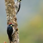 Acorn Woodpecker – Eikelspecht – Melanerpes formicivorus