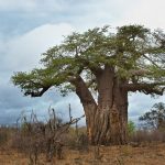 Boabab tree Krugerpark