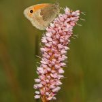 Small heath – Hooibeestje – Coenonympha pamphilus