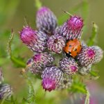 Seven-spot ladybird – Zevenstippelig lieveheersbeestje – Coccinella septempunctata