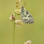 Marbled white – Dambordje – Melanargia galathea